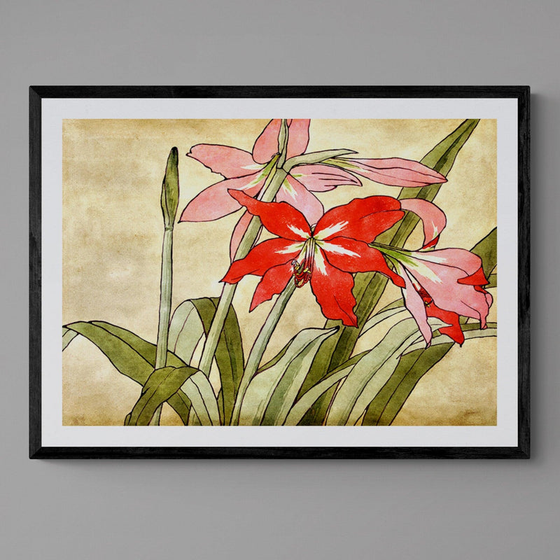 Amaryllis Flower Illustration Colourful Floral Art Poster Print - Ink North 