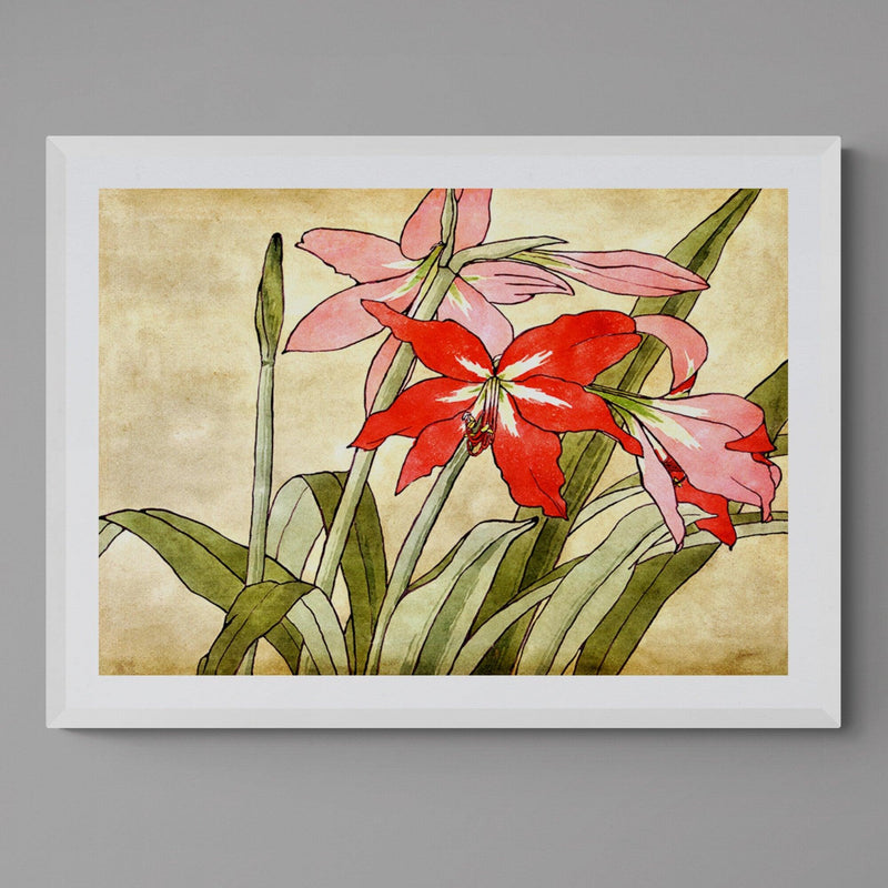 Amaryllis Flower Illustration Colourful Floral Art Poster Print - Ink North 