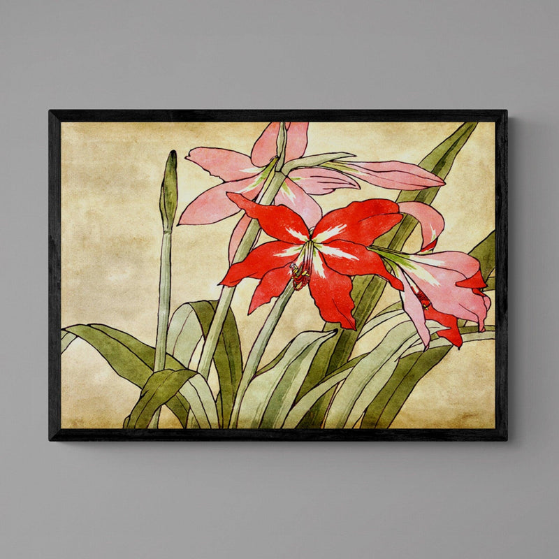 Amaryllis Flower Illustration Colourful Floral Art Poster Print - Ink North 