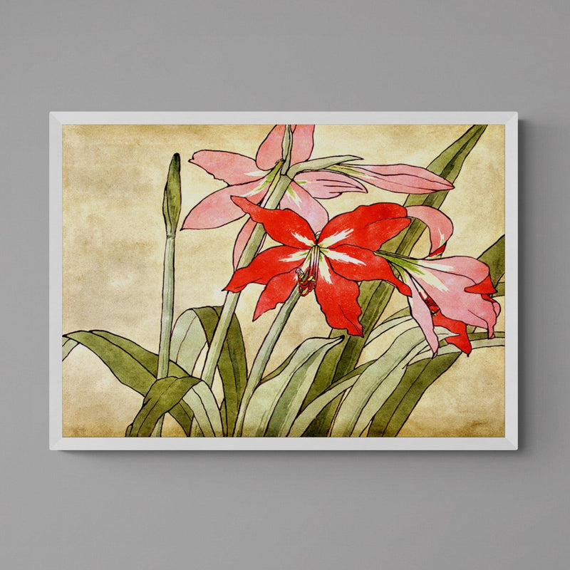 Amaryllis Flower Illustration Colourful Floral Art Poster Print - Ink North 