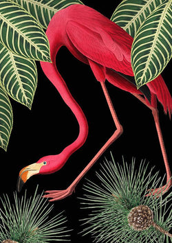 Flamingo Bird Animal Illustration Colourful Art Print - Ink North 