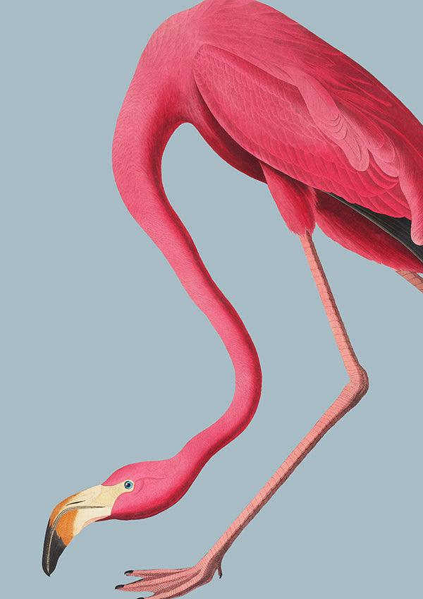 Flamingo Bird Animal Illustration Poster Art Print - Ink North 