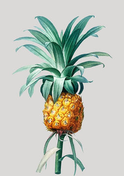 Pineapple Grey Illustration Kitchen Art Poster Print - Ink North 